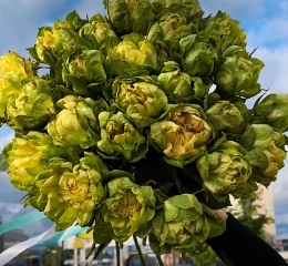 Букет из 25 роз ВЕГГИ с лентой Букет из 25 роз ВЕГГИ с лентой